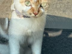 -Again Coffee Roaster(香蜜湖店)