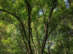 -杭州植物园