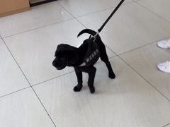 -美联众合动物医院·24h京西诊疗中心