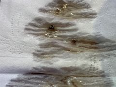 -小红帽羊枪羊蛋烧烤串吧(浑南店)