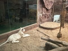 -清迈夜间动物园