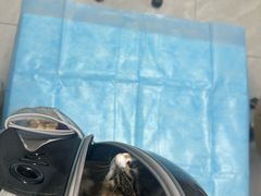 -达爱动物医院·犬猫分区·CT·复杂眼科(远洋山水分院)
