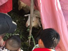-小鱼草莓采摘园农家乐·小鱼餐厅