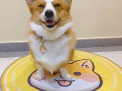 -萌宠之家·腊肠犬·马尔泰·小体犬舍