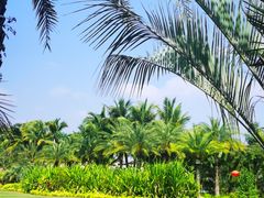 -三亚海棠湾万丽度假酒店