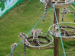 -西霞口神雕山野生动物世界