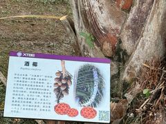 -中国科学院西双版纳热带植物园