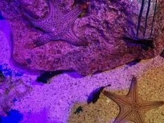 -暹罗海洋世界