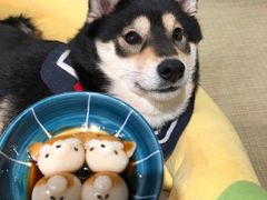 -逗柴咖啡屋·狗咖猫咖宠物桌游