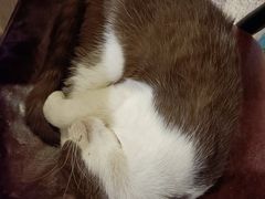 -猫小院猫主题咖啡厅(北锣店)