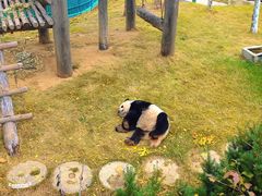 -西霞口神雕山野生动物世界