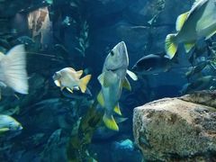-瑞普利水族馆