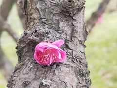 -梅花山(明孝陵内)