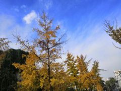 -四川大学(望江校区)