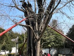 -上海佘山国家森林公园天马山园