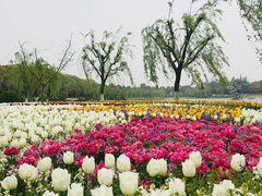 -上海鲜花港