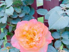 -安德鲁户外烧烤帐篷营地(马泉营店)