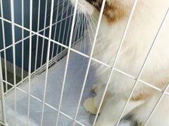 -喵的天空名猫咖啡馆·撸猫·猫舍·用品