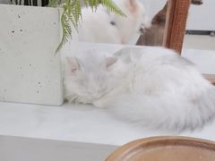-共舞时光猫咖·狗咖(新街口店)