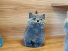 -猫十亿·布偶金渐层·曼基康矮脚猫舍(青年路店)