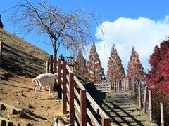 -神户市立六甲山牧场