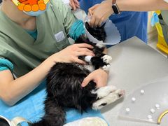 -达爱动物医院·犬猫分区·CT·复杂眼科(远洋山水分院)