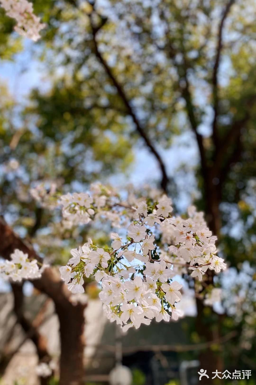 南西商圈的樱花和郁金香🌷让你幸福了吗？