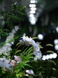 -曼格纳婚礼艺术中心(张江店)