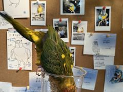 -吉丁鸟咖·异宠·寄养