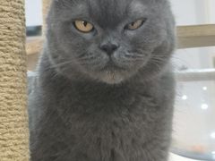 -喵园·猫主题咖啡厅·撸猫·猫咖(国贸店)