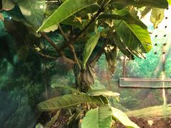 -上海大自然野生昆虫馆(东方明珠·爬宠昆虫探索中心)