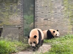 -都江堰中华大熊猫苑