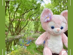 -上海共青森林公园