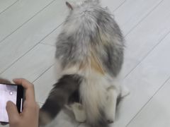 -喵的天空名猫咖啡馆·撸猫·猫舍·用品