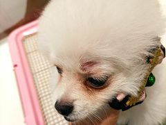 -芭比堂宠物医院·全科爱猫医院·仁德分院