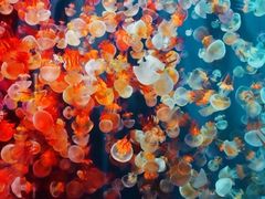 -成都浩海立方海洋公园