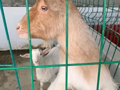 -洪湖家庭农场·团建·露营·会议