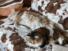 -关爱宠物医院·猫科中心·消化科(滨湖万达分院)