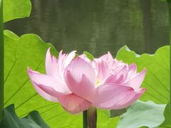 -陈家山荷花公园