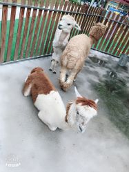 -萌宠亲子动物乐园(槐房万达店)