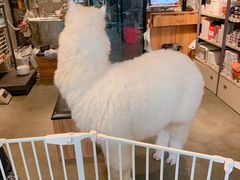 -PETKIT 小佩宠物·低压洗护·美容·寄养(安远店)