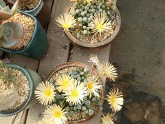 -龙大花卉苗木市场