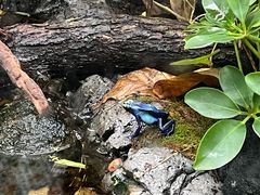 -上海大自然野生昆虫馆(东方明珠·爬宠昆虫探索中心)
