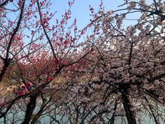 -白塘生态植物园