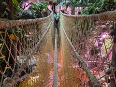 -正佳雨林生态植物园