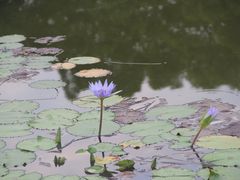 -东莞植物园