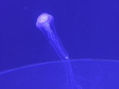 -青岛海底世界-水族馆