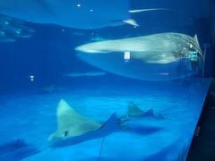 -鹿儿岛水族馆