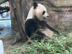 -成都动物园