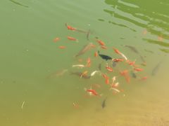 -黄花溪